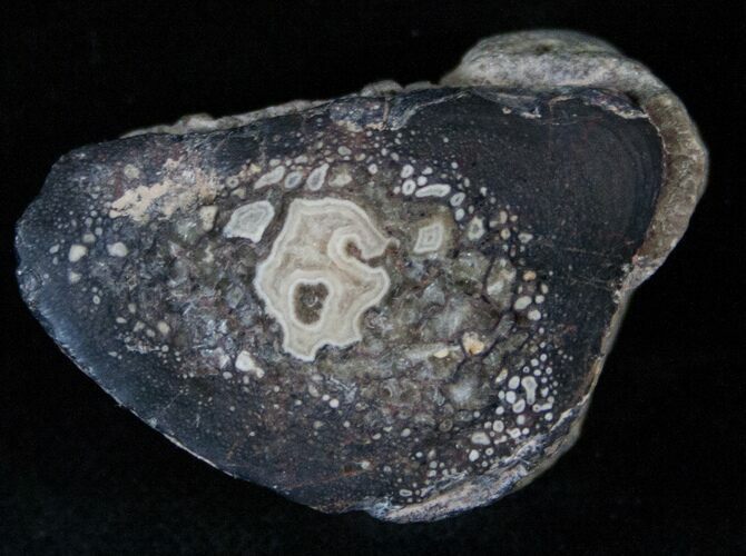 Polished Agatized Dinosaur Bone Slice - Morocco #14326